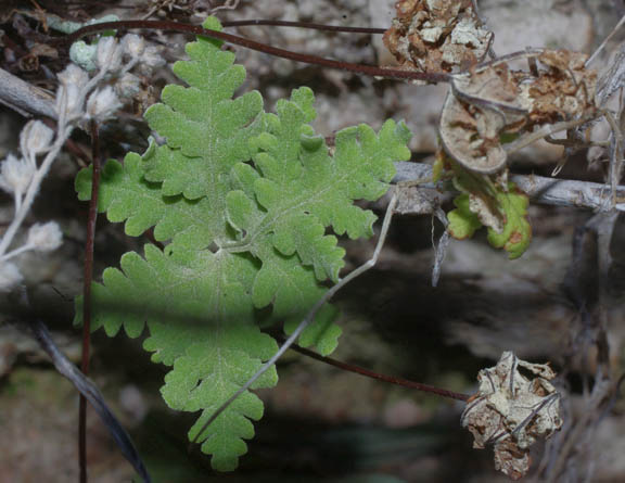 Notholaena californica D.C.Eaton ssp.californica